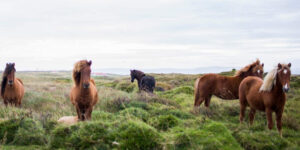 Bedrijfsmatig gebruik van een paard, Rechtbank Noord-Holland 29 januari 2025, ECLI:NL:RBNHO:2025:483, bedrijfsmatig gebruiker, stal aansprakelijk voor schade paard