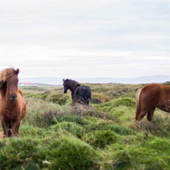 Bedrijfsmatig gebruik van een paard