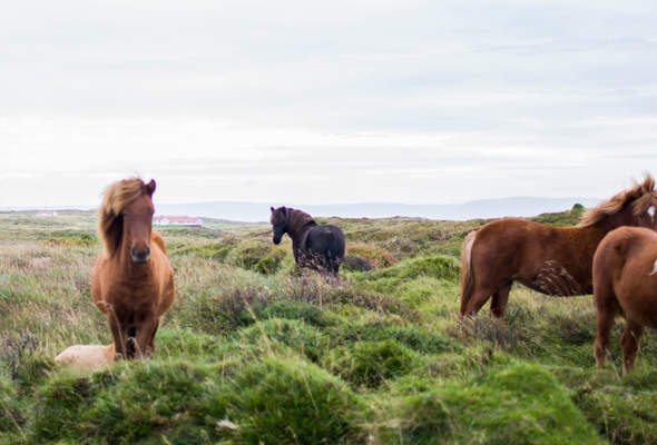 Bedrijfsmatig gebruik van een paard, Rechtbank Noord-Holland 29 januari 2025, ECLI:NL:RBNHO:2025:483, bedrijfsmatig gebruiker, stal aansprakelijk voor schade paard